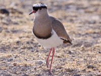 Crowned Lapwing (Vanellus coronatus)
