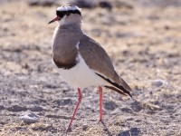 Crowned Lapwing (Vanellus coronatus)