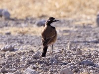 Capped Wheatear (Oenanthe pileata)