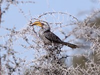 Southern Yellow-billed Hornbill (Tockus leucomelas)