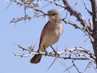 Chat Flycatcher (Melaenornis infuscatus)