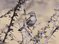 Sabota Lark (Calendulauda sabota)