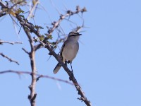Kalahari Scrub Robin (Cercotrichas paena)