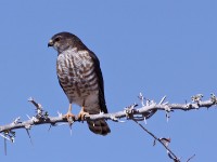 Shikra (Accipiter badius)