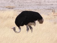 Common Ostrich (Struthio camelus)