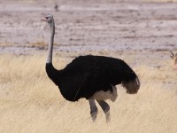 Common Ostrich (Struthio camelus)
