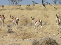 Springbok (Antidorcas marsupialis)
