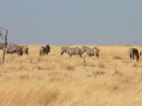 Burchell's Zebra (Equus quagga burchellii)