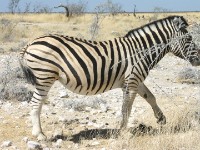 Burchell's Zebra (Equus quagga burchellii)
