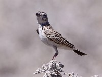 Sabota Lark (Calendulauda sabota)