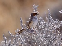 Rufous-eared Warbler (Malcorus pectoralis)