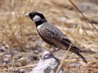 Grey-backed Sparrow-Lark (Eremopterix verticalis)