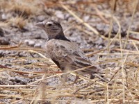 Grey-backed Sparrow-Lark (Eremopterix verticalis)