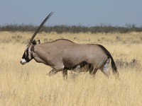 Gemsbok (Oryx gazella)