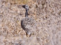 Northern Black Korhaan (Afrotis afraoides)