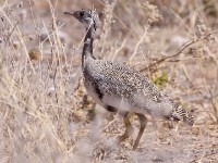 Northern Black Korhaan (Afrotis afraoides)
