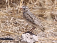 Pink-billed Lark (Spizocorys conirostris)