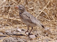 Pink-billed Lark (Spizocorys conirostris)