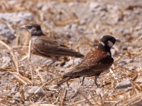 Chestnut-backed Sparrow-Lark (Eremopterix leucotis)