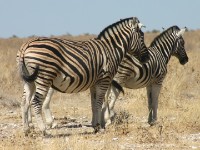 Burchell's Zebra (Equus quagga burchellii)