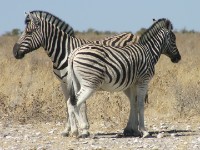 Burchell's Zebra (Equus quagga burchellii)