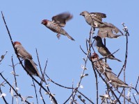 Red-headed Finch (Amadina erythrocephala)