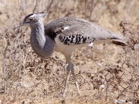 Kori Bustard (Ardeotis kori)