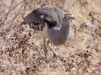 Kori Bustard (Ardeotis kori)