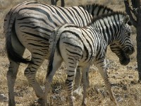 Burchell's Zebra (Equus quagga burchellii)