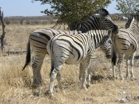 Burchell's Zebra (Equus quagga burchellii)