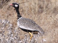 Northern Black Korhaan (Afrotis afraoides)