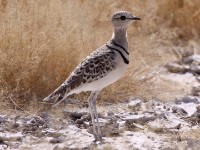 Double-banded Courser (Rhinoptilus africanus)