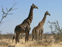South African Giraffe (Giraffa camelopardalis giraffa)