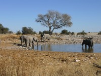 African Bush Elephant (Loxodonta africana)