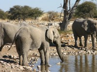 African Bush Elephant (Loxodonta africana)