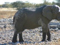 African Bush Elephant (Loxodonta africana)