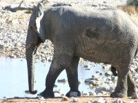 African Bush Elephant (Loxodonta africana)