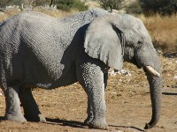 African Bush Elephant (Loxodonta africana)
