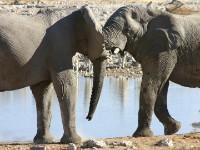 African Bush Elephant (Loxodonta africana)
