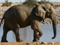 African Bush Elephant (Loxodonta africana)