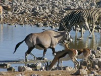 Gemsbok (Oryx gazella)