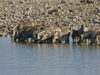 Burchell's Zebra (Equus quagga burchellii)