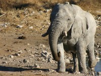 African Bush Elephant (Loxodonta africana)