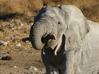 African Bush Elephant (Loxodonta africana)