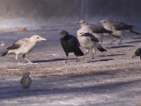 Wattled Starling (Creatophora cinerea) Cape Starling (Lamprotornis nitens)