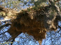 Sociable Weaver nest