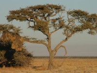 Okaukuejo Etosha National Park