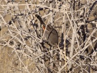 Chestnut-vented Warbler (Sylvia subcaerulea) Tit-babbler