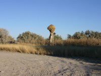 Sociable Weaver nest