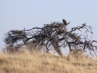 White-backed Vulture (Gyps africanus)